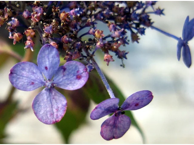 山紫陽花 '甘茶'