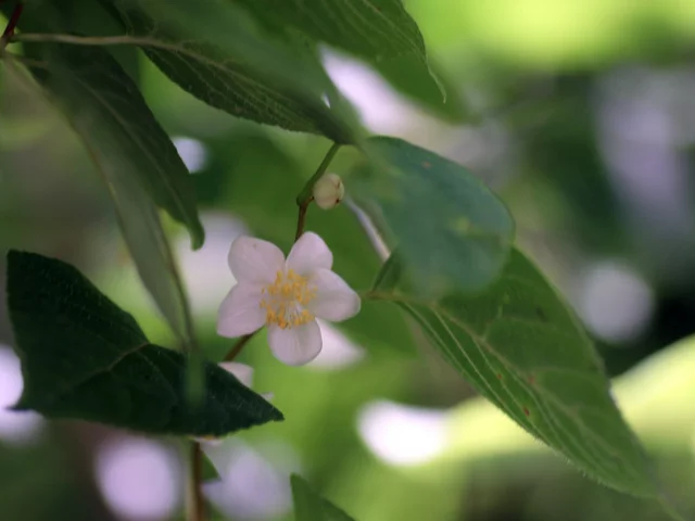 マタタビ
