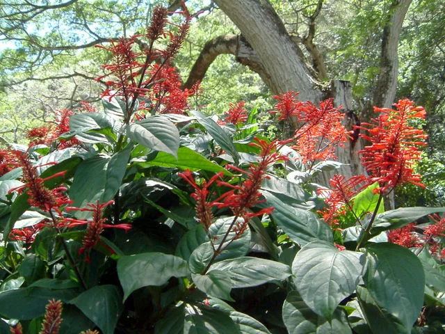 Odontonema cockineum