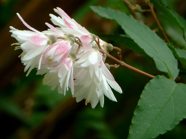粉花齿叶溲疏