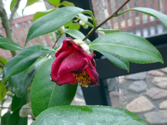 Camellia Murasaki-no-iori