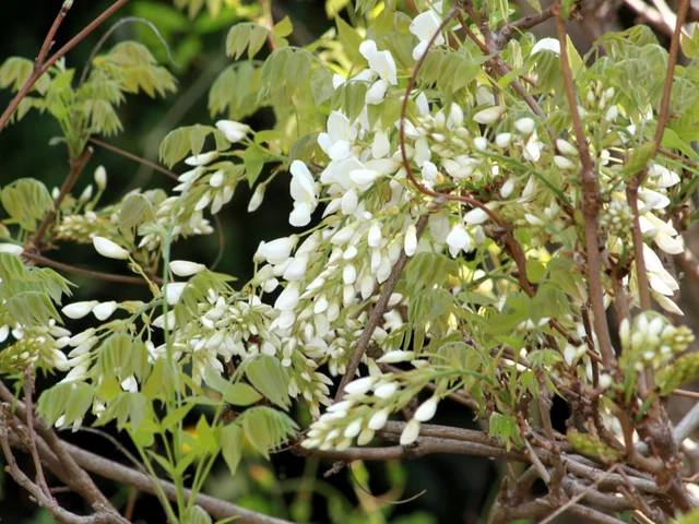 ヤマフジ '白花美短'