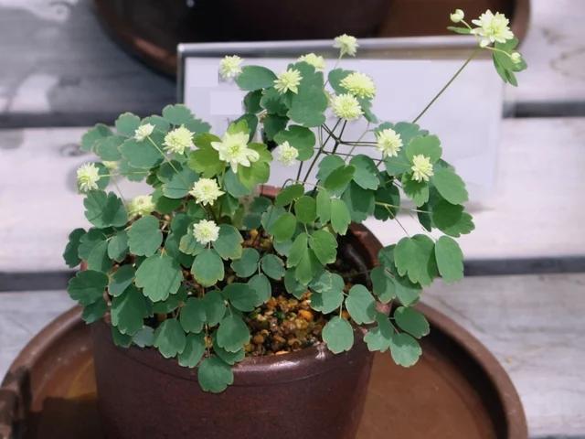 小银莲