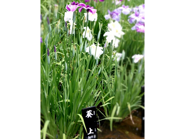 Japanese Iris 'Aoi-no-ue'