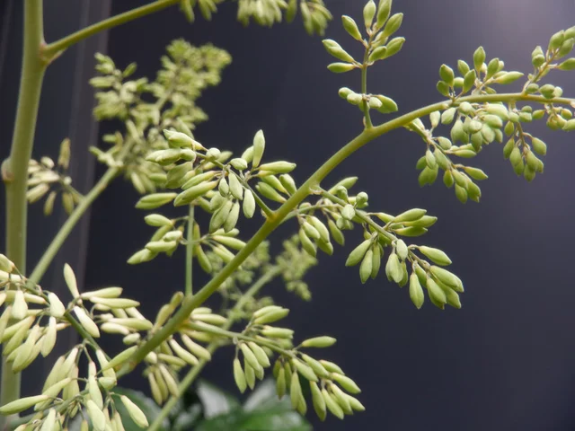 Macleaya cordata
