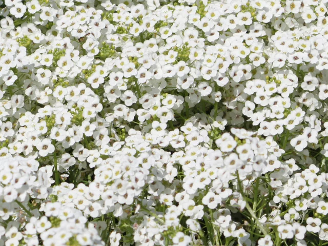 香雪球@Sweet Alyssum Super Alyssum 'Snow princess"