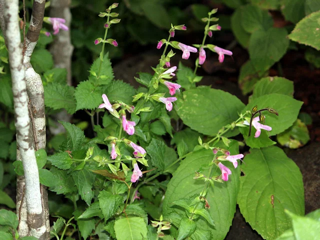 Salvia glabrescens