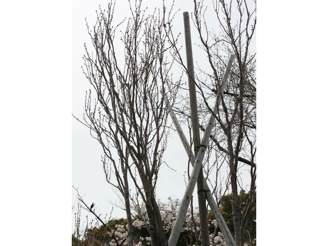 桜 天の川