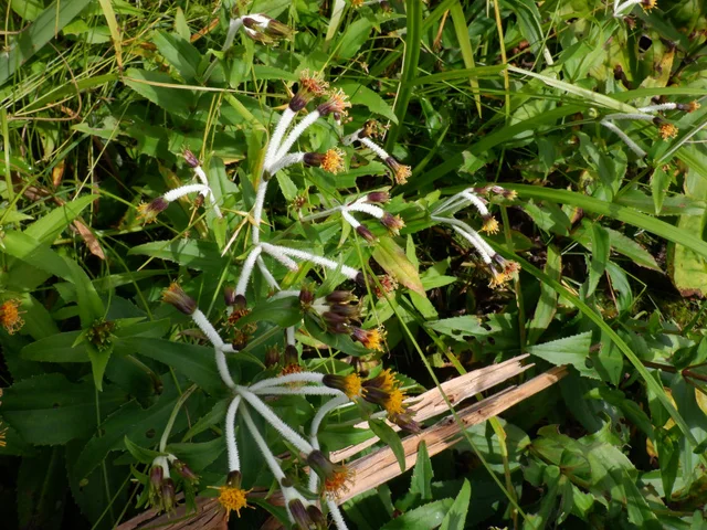 Arnica mallatopus