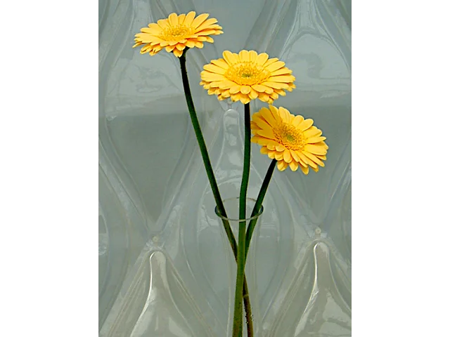 Gerbera