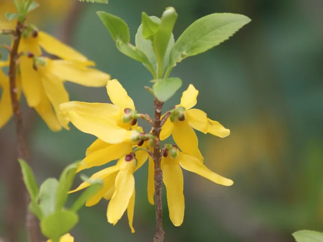 Forsythia suspensa