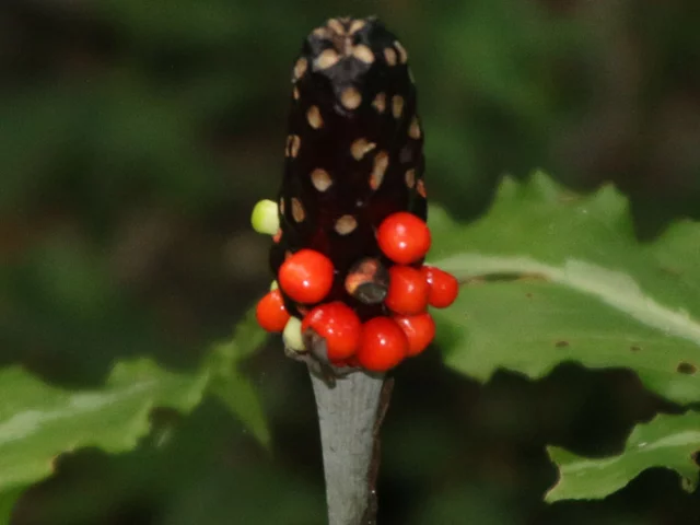 Arisaema limbatum var. ionostemma