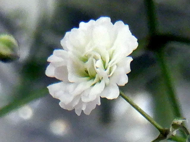 Gypsophila