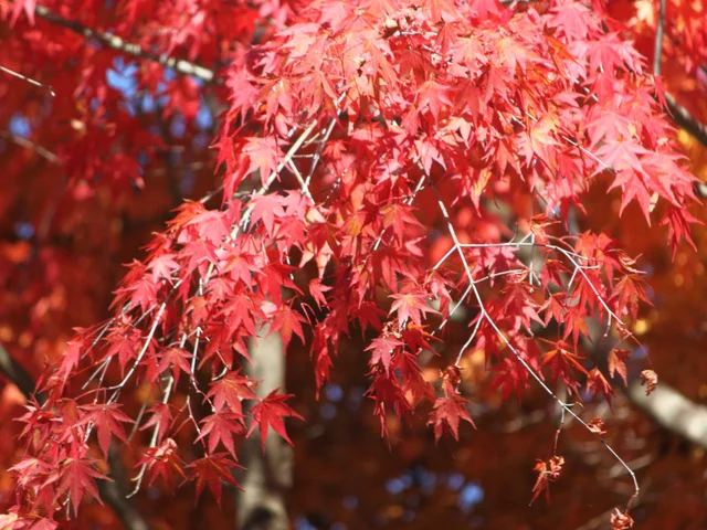 Palmate maple