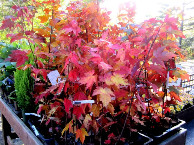 Acer rubrum