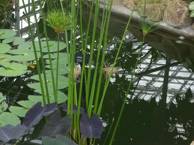 カミガヤツリ 