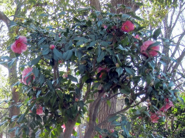 山茶花 '笑顔'