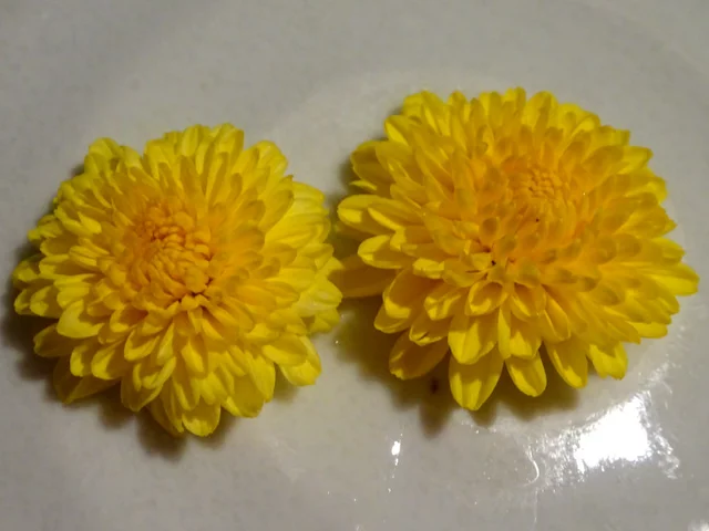 杭白菊種 '食用菊花'