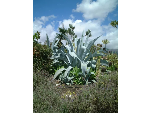 Agave franzosinii cactus