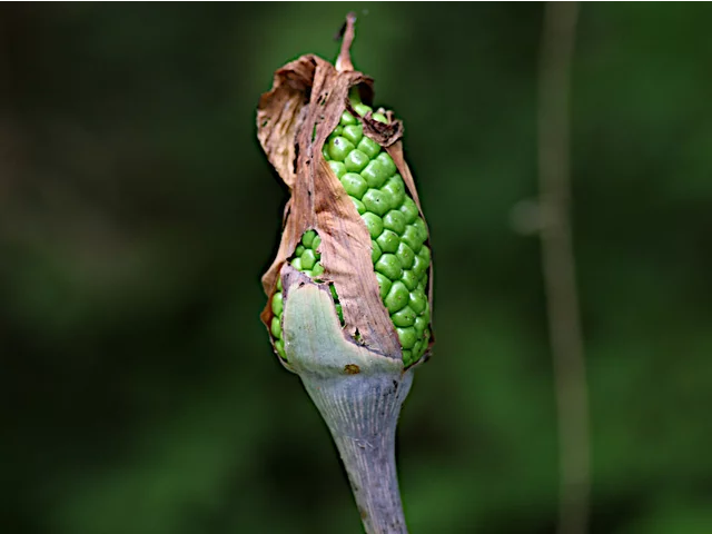Jack in the pulpit