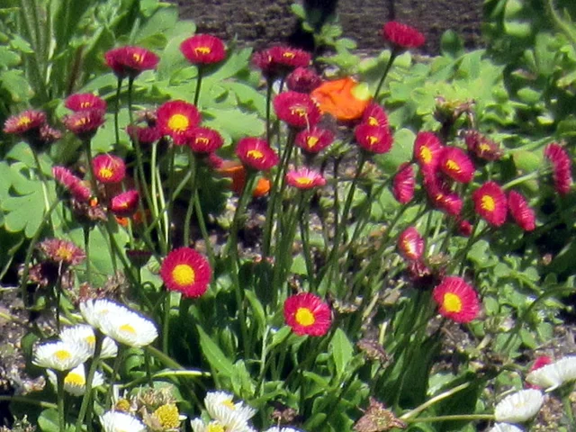 雏菊