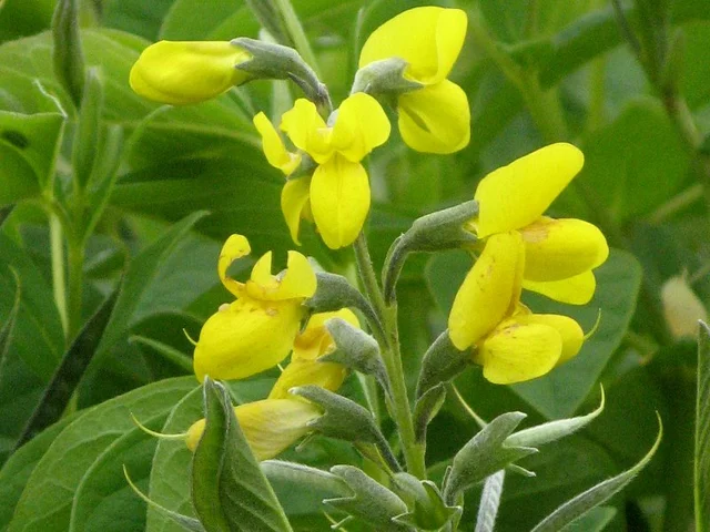 野决明