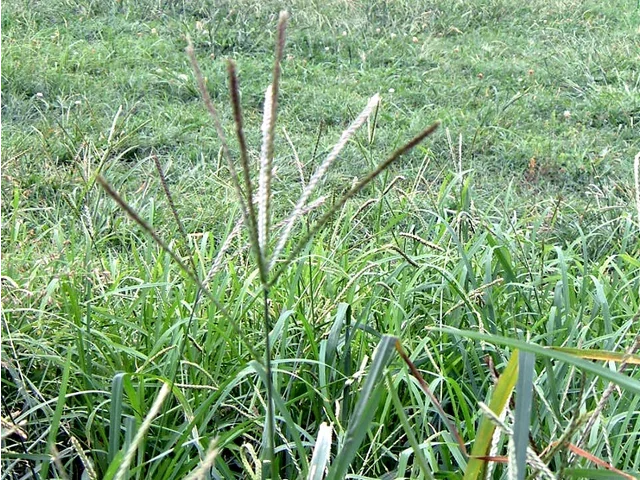 Eleusine indica