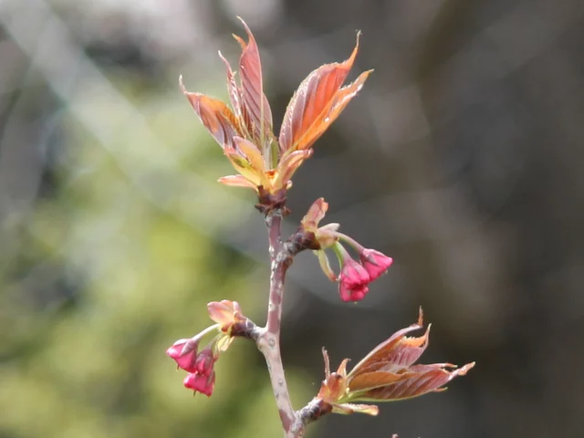 Prunus 'Kanzan'