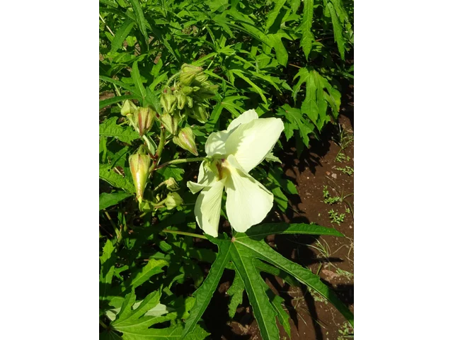 ハナオクラ