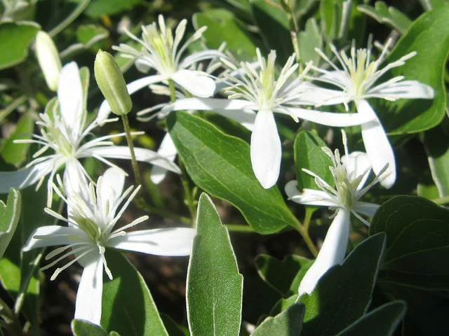 Clematis terniflora