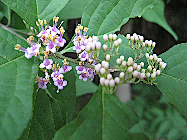 Callicarpa japonica