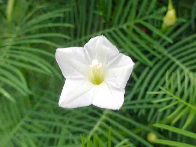 Cypress Vine