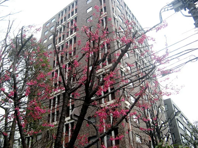 Cerasus campanulata