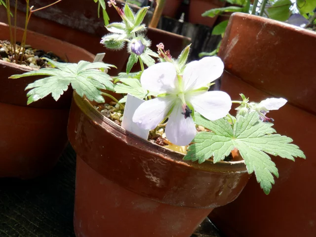 Geranium erianthum