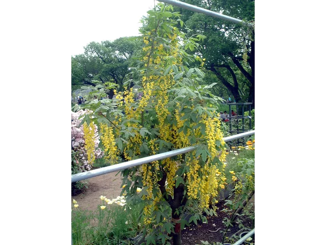 キングサリ