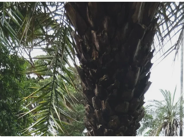 加拿利海枣