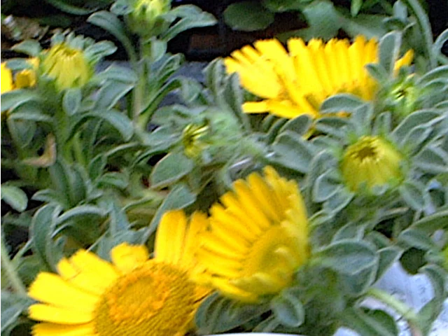 叶苞菊