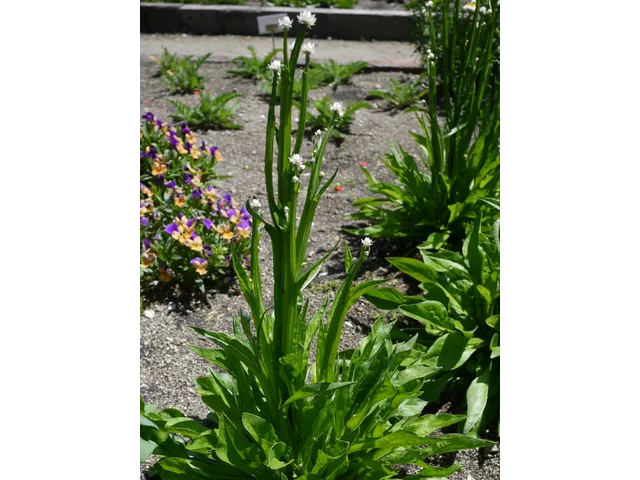 Ammobium