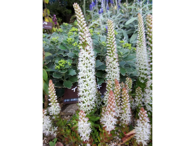 Orostachys japonica