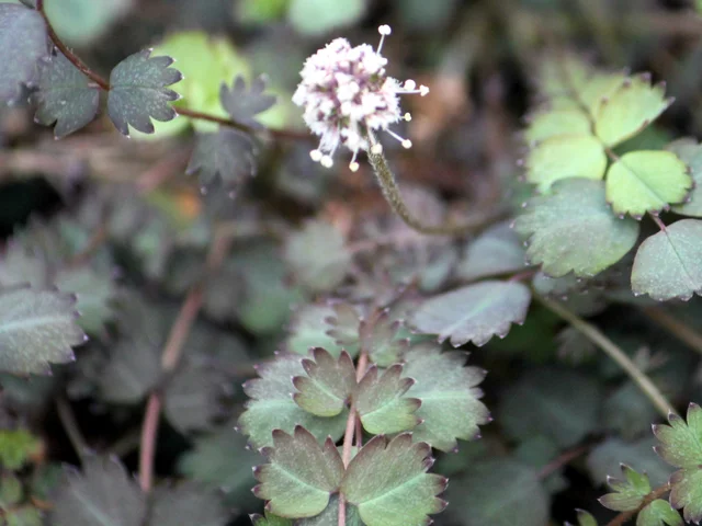 Acaena microfila 