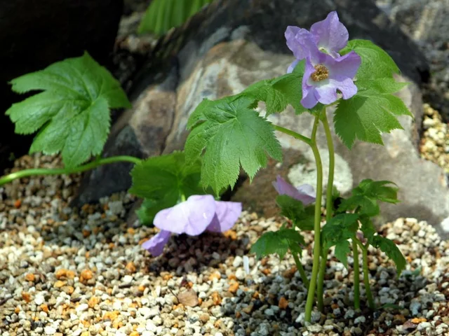 Glaucidium palmatum