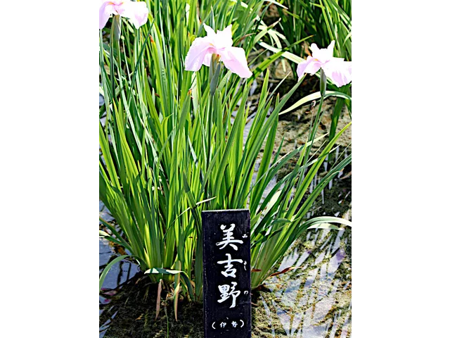 花菖蒲 '美吉野'