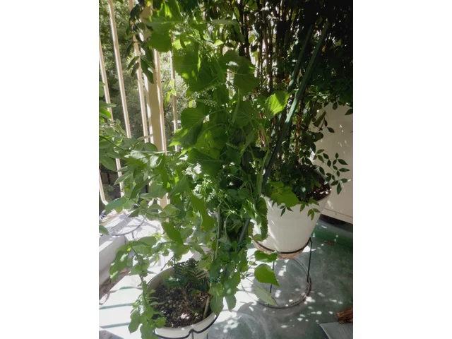 日本青紫苏