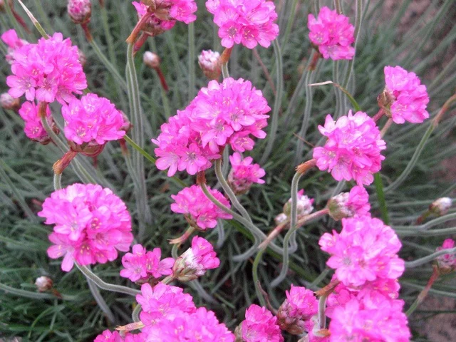 Armeria maritima