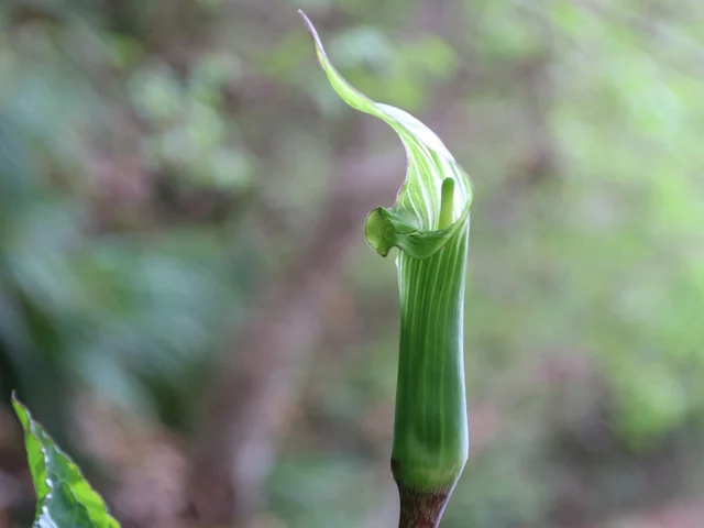 Jack in the pulpit