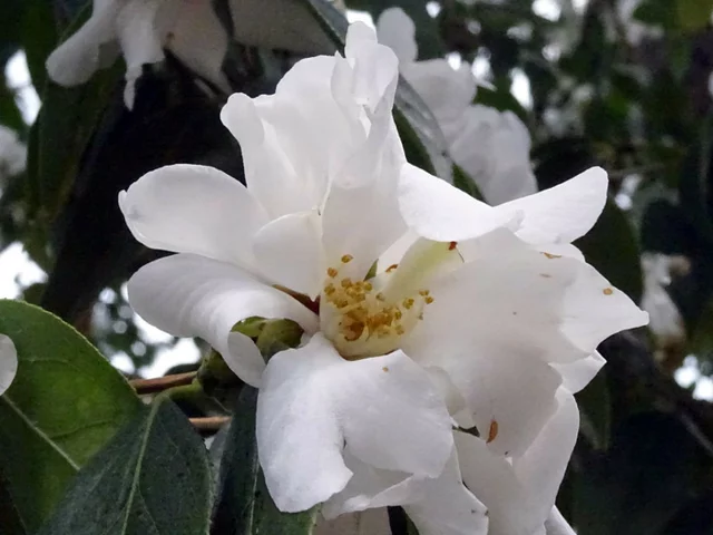 Camellia yuhsienensis