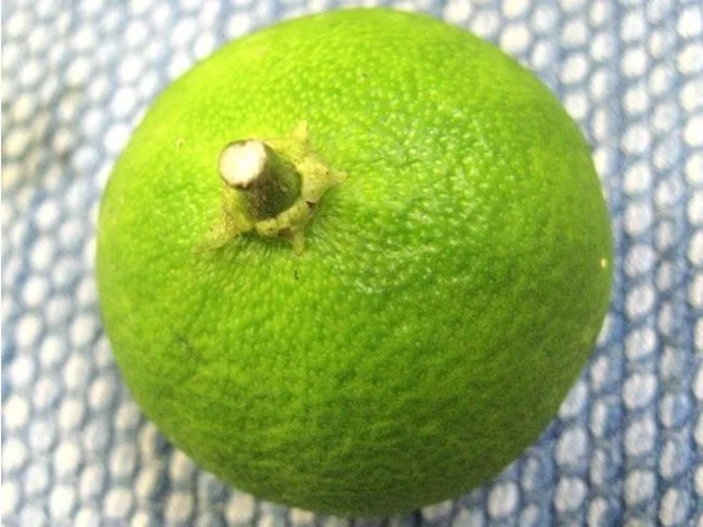 酢橘