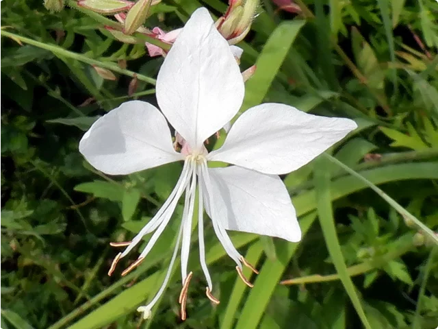 山桃草