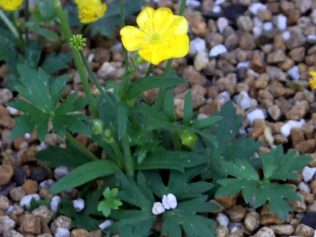 Ranunculus acris