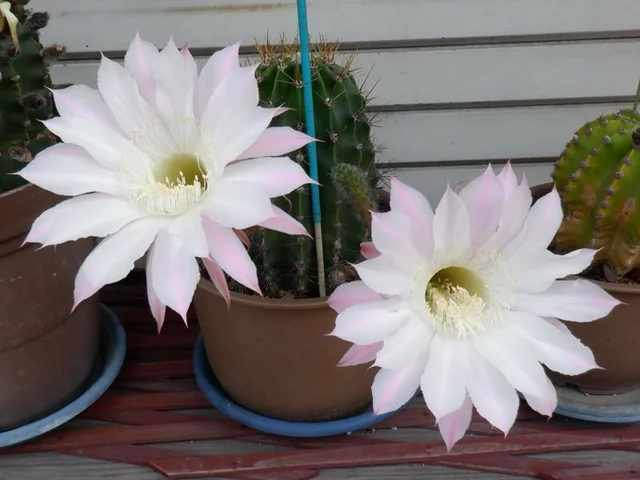 Echinopsis Oxygona